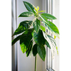 Avocado Plant