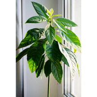 Avocado Plant