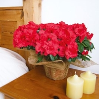 Azalea Darious Plant - Red
