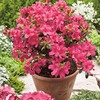 Azalea Encore