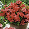 Azalea Encore Plant - Autumn Princess