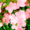 Azalea Encore Plant - Debutante
