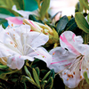Azalea Encore Plant - Starlite