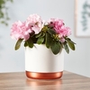 Azalea indoor Pink