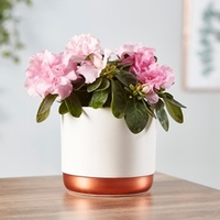 Azalea indoor Pink