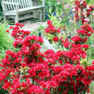 Azalea Japonica George Arends Plant