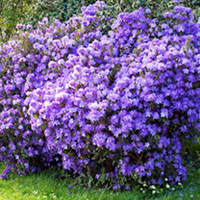 Azalea japonica Plant - Diamond Purple