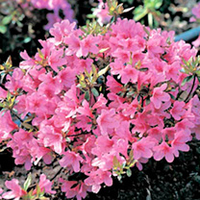 Azalea japonica Plant - Madame Van Hecke
