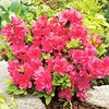 Azalea japonica Plant - Mothers Day