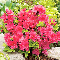 Azalea japonica Plant - Mothers Day