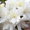 Azalea japonica Plant - Snow White