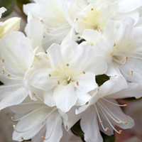 Azalea japonica Plant - Snow White