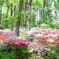 Azalea japonica Plants - Collection