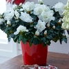 Azalea Mont Blanc Plant - White