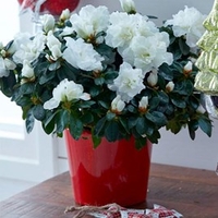 Azalea Mont Blanc Plant - White
