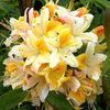 Azalea Northern Hi Lights Plant