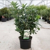 Azalea Persil