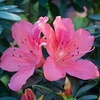 Azalea Pink Pancake