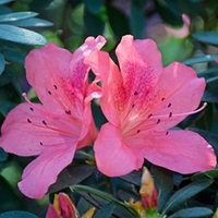Azalea Pink Pancake
