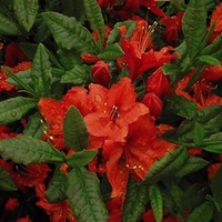 Azalea Plant - Barselik