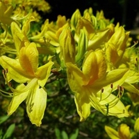 Azalea Plant - pontica (luteum)