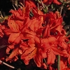 Azalea Plant - Fireball