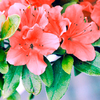 Azalea Plant - Geisha Orange