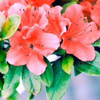 Azalea Plant - Geisha Orange