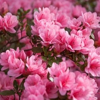 Azalea Plant - Madame van Hecke