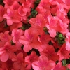 Azalea Plant - Marilee