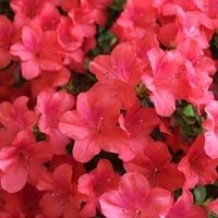 Azalea Plant - Marilee