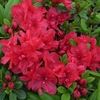 Azalea Plant - Mothers Day