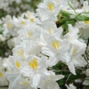 Azalea Plant - Persil