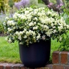 Azalea Plant - 