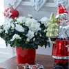 Azalea Plant - White