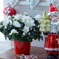 Azalea Plant - White