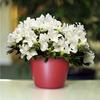 Azalea Plant