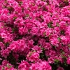 Azalea Rustica Pink