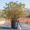 Azalea Rustica Red