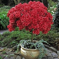 Azalea Standard Japanese Red