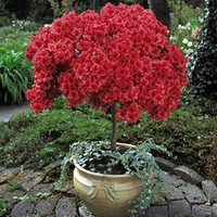 Azalea Standard Japanese Red