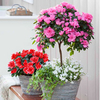 Azalea Standard Tree - Pink