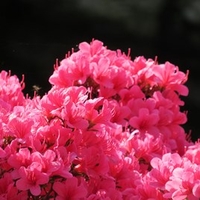 Azalea Sylvester