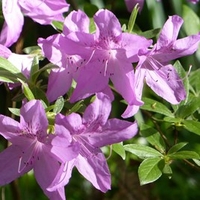 Azalea Tit Willow