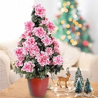 Azalea Tree - Bi-colour Pink