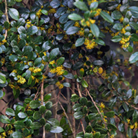 Azara Plant - Microphylla