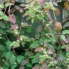 Aztec Sweet Herb Botanical Infusions Plants - Colada