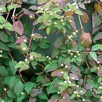 Aztec Sweet Herb Botanical Infusions Plants - Colada