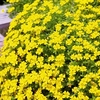 Bacopa (Mecardonia) Plants - Yellow