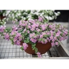 Bacopa Plants - Secrets Dark Pink